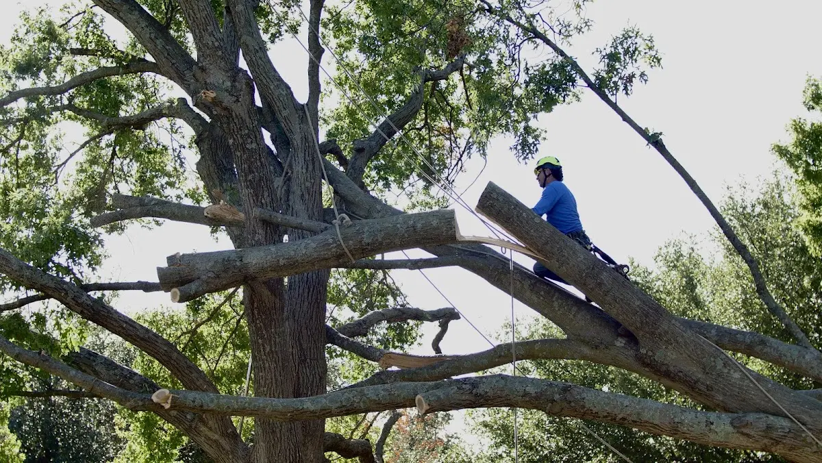 Professional Crown Thinning performed by certified arborists in Chapman